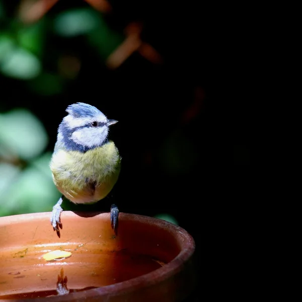 菠菜网站捕鱼游戏